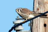 American Kestrel, Juvenile Male