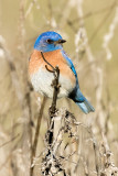 Western Bluebird