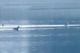 Pacific Loon and Red-throated Loon