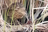 Bittern with crayfish