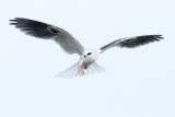 White-tailed Kite