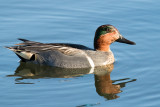 Green-winged Teal