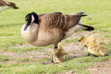 Canada Goose goslings