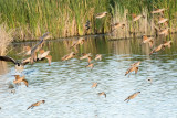 Marbled Godwits, Dowitchers, Dunlin