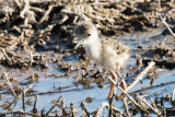 Black-necked Stilt chick