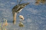 Avocet chick next to parents reflection