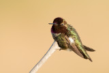 Annas Hummingbird