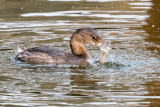 Pied-billed Grebe with fish