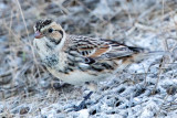 Lapland Longspur