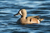 Blue-winged Teal