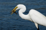 Great Egret with fish