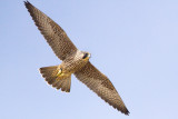 Juvenile Peregrine Falcon