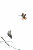 Rufous vs. Annas Hummingbirds