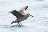 Black-footed Albatross landing