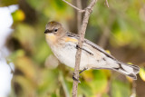 Yellow-rumped Warbler