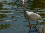 Bird.jpg