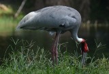 Bird2.jpg