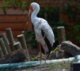 Bird6.jpg