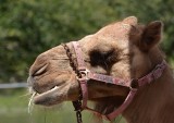 Camel.jpg