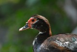 Duck2.jpg
