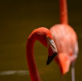 Flamingo.jpg