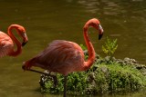 Flamingo2.jpg