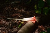 Flower3.jpg