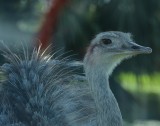 Ostrich through car glass.jpg