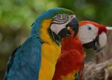 Parrots.jpg