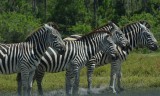 Zebras.jpg