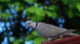 DOVE22.jpg