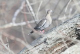 White-winged Dove in Clarksville-Note the white in the wing and the red eye