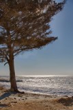 16. On the beach at the East Point of the Maurice River.