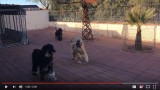 Play Time for Mojo Bo and Molly at 15 months [2:30]