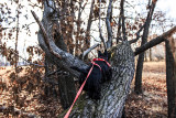 Bijou learns to climb trees