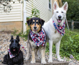 The Pack