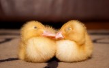 Dozing Ducklings