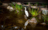 Japanese Tea Garden.jpg