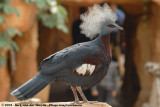 Sclaters Crowned Pigeon<br><i>Goura sclaterii</i>