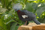 Sclaters Crowned Pigeon<br><i>Goura sclaterii</i>