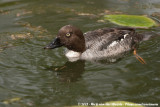 Common Goldeneye<br><i>Bucephala clangula americana</i>