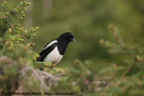 Black-Billed Magpie<br><i>Pica hudsonia</i>