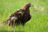 Golden Eagle<br><i>Aquila chrysaetos canadensis</i>