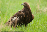 Golden Eagle<br><i>Aquila chrysaetos canadensis</i>