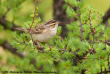 Clay-Colored Sparrow<br><i>Spizella pallida</i>