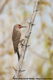 Northern Flicker<br><i>Colaptes auratus luteus</i>