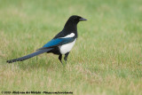 Black-Billed Magpie<br><i>Pica hudsonia</i>