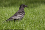 American Crow<br><i>Corvus brachyrhynchos brachyrhynchos</i>