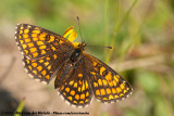 Heath Fritillary<br><i>Melitaea athalia athalia</i>