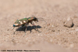 Northern Dune Tiger Beetle<br><i>Cicindela hybrida ssp.</i>